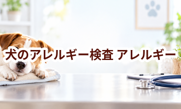 犬のアレルギー検査はいくら？検査方法と費用の目安
