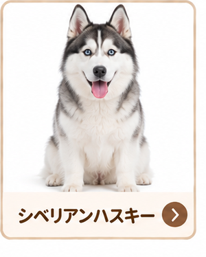 シベリアンハスキー