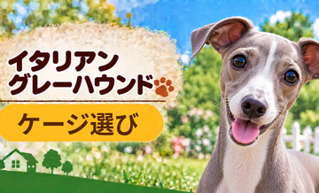 イタリアングレーハウンドのケージサイズはどう選ぶ？成犬時の大きさまで考える