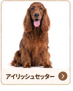 アイリッシュセッター