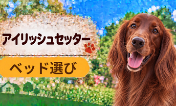 アイリッシュセッターのベッド選び｜体格・季節・洗いやすさで比較
