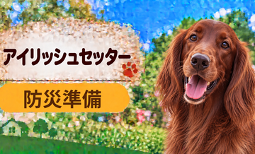 アイリッシュセッターの防災準備｜避難時に必要な用品と持ち出しリスト