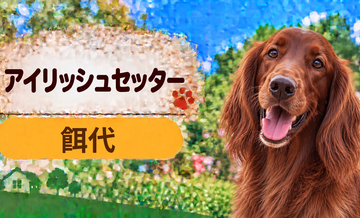 アイリッシュセッターの餌代は月いくら？体重からドッグフード代をシミュレーション