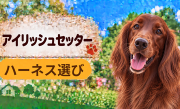 アイリッシュセッターのハーネス選び｜サイズ測定とフィット感のチェック
