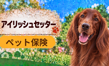 アイリッシュセッターのペット保険料はいくら？加入前に確認したい補償と費用