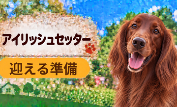 アイリッシュセッターを迎えるときに必要なもの｜サイズ選びと初期費用