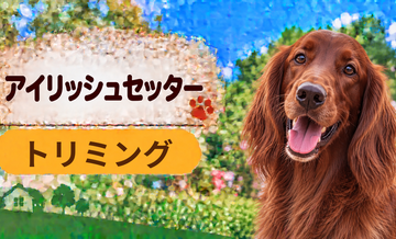アイリッシュセッターのトリミング代はいくら？頻度と年間費用を計算