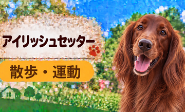 アイリッシュセッターの散歩時間はどのくらい？運動量と毎日の暮らし方