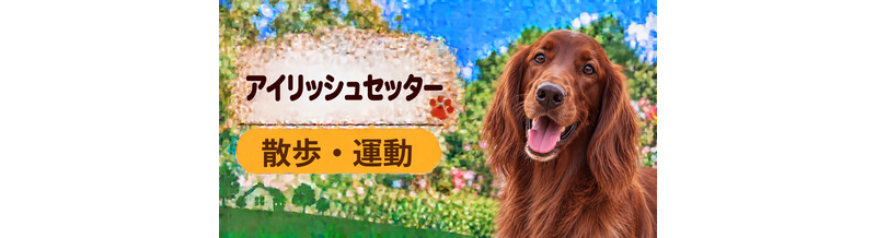 アイリッシュセッターの散歩時間はどのくらい？運動量と毎日の暮らし方
