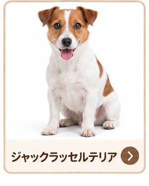 ジャックラッセルテリア
