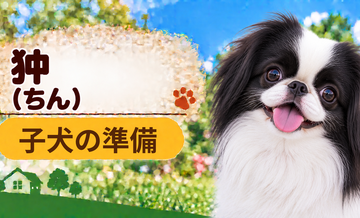 狆の子犬を迎えた1週間でやること｜食事・トイレ・生活環境