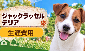 ジャックラッセルテリアの生涯費用はいくら？子犬からシニアまで長期で考える