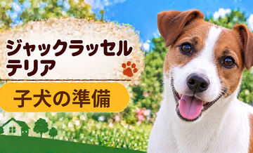 ジャックラッセルテリアの子犬を迎えた1週間でやること｜食事・トイレ・生活環境