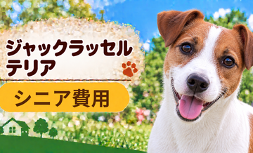 シニア期のジャックラッセルテリアにかかる費用｜食事・医療・介護の準備