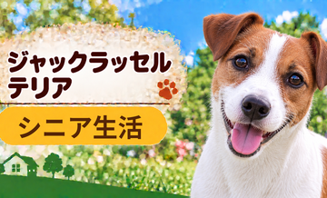 シニア期のジャックラッセルテリアとの暮らし｜食事・運動・介護費用を考える