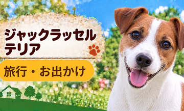 ジャックラッセルテリアと旅行するときの持ち物｜移動・宿泊で役立つ犬用品