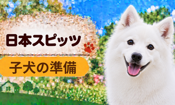 日本スピッツの子犬を迎えた1週間でやること｜食事・トイレ・生活環境