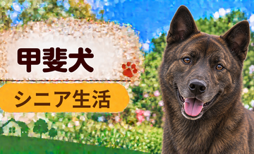 シニア期の甲斐犬との暮らし｜食事・運動・介護費用を考える