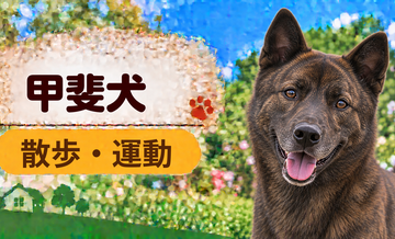 甲斐犬の散歩時間はどのくらい？運動量と毎日の暮らし方