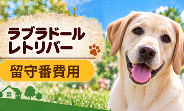 ラブラドールレトリバーの留守番対策にいくらかかる？カメラ・給餌器・シッターを比較