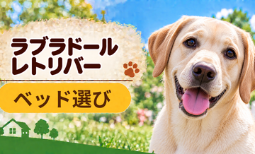 ラブラドールレトリバーのベッド選び｜体格・季節・洗いやすさで比較