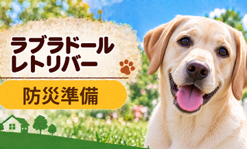 ラブラドールレトリバーの防災準備｜避難時に必要な用品と持ち出しリスト
