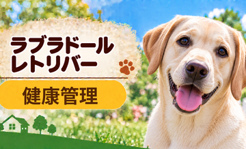 ラブラドールレトリバーの健康管理で意識したいこと｜毎日のチェックと定期健診
