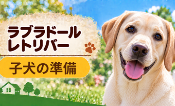 ラブラドールレトリバーの子犬を迎えた1週間でやること｜食事・トイレ・生活環境