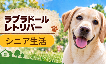 シニア期のラブラドールレトリバーとの暮らし｜食事・運動・介護費用を考える