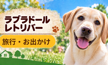 ラブラドールレトリバーと旅行するときの持ち物｜移動・宿泊で役立つ犬用品