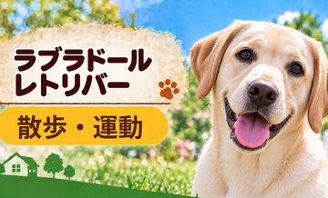 ラブラドールレトリバーの散歩時間はどのくらい？運動量と毎日の暮らし方
