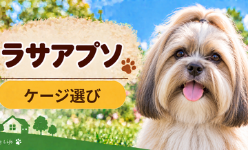 ラサアプソのケージサイズはどう選ぶ？成犬時の大きさまで考える