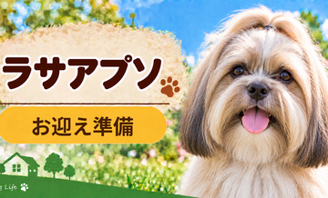 ラサアプソを迎えるときに必要なもの｜サイズ選びと初期費用