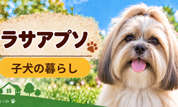 ラサアプソの子犬を迎えた1週間でやること｜食事・トイレ・生活環境