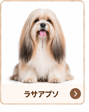 ラサアプソ