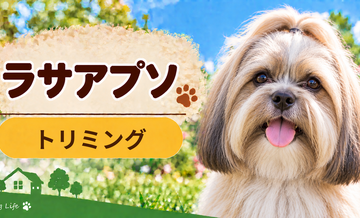ラサアプソのトリミング代はいくら？頻度と年間費用を計算