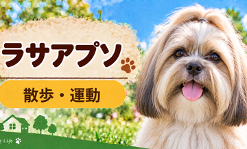 ラサアプソの散歩時間はどのくらい？運動量と毎日の暮らし方