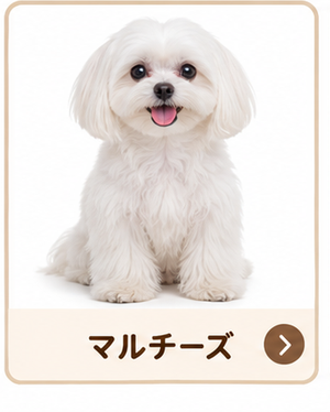 マルチーズ