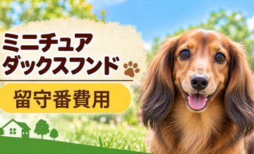 ミニチュアダックスフンドの留守番対策にいくらかかる？カメラ・給餌器・シッターを比較
