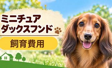 ミニチュアダックスフンドを飼う費用はいくら？初期費用・年間費用・生涯費用を解説