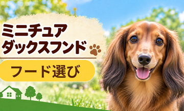 ミニチュアダックスフンドのドッグフードはどう選ぶ？年齢・体格・食べ方に合わせた選び方