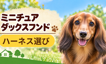 ミニチュアダックスフンドのハーネス選び｜サイズ測定とフィット感のチェック