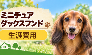 ミニチュアダックスフンドの生涯費用はいくら？子犬からシニアまで長期で考える