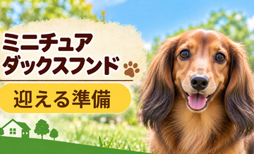 ミニチュアダックスフンドを迎えるときに必要なもの｜サイズ選びと初期費用