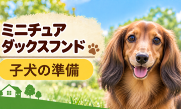 ミニチュアダックスフンドの子犬を迎えた1週間でやること｜食事・トイレ・生活環境