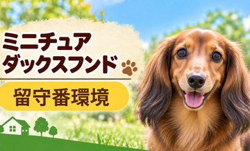 ミニチュアダックスフンドの留守番環境を整える｜安全対策と便利グッズ