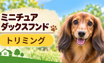 ミニチュアダックスフンドのトリミング代はいくら？頻度と年間費用を計算