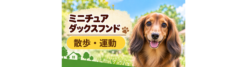ミニチュアダックスフンドの散歩時間はどのくらい？運動量と毎日の暮らし方