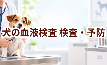 犬の血液検査はいつ受ける？受診前に知っておきたいこと