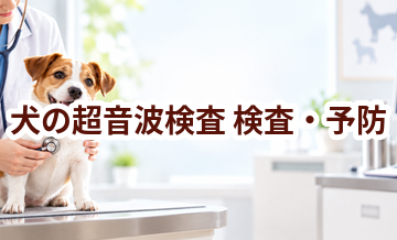 犬の超音波検査はいつ受ける？受診前に知っておきたいこと